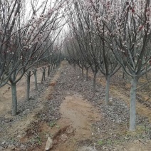 种植红叶李，分枝点80，海量供应