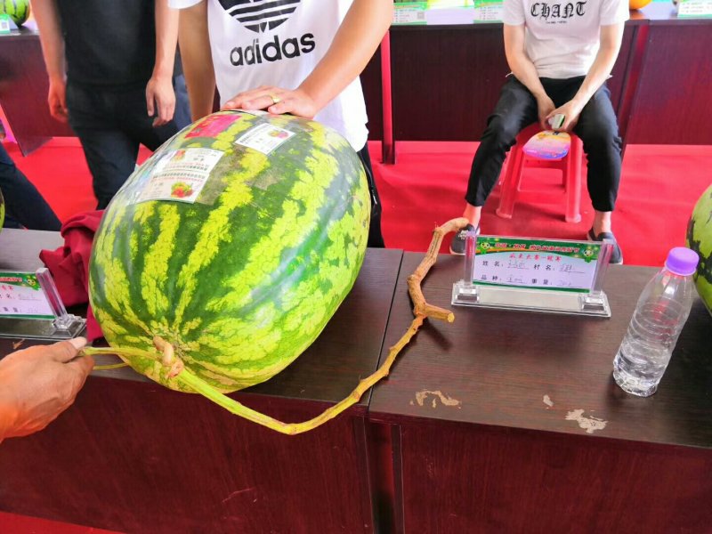 【优质】京欣西瓜，龙卷风西瓜，甜王西瓜，8424，美都，