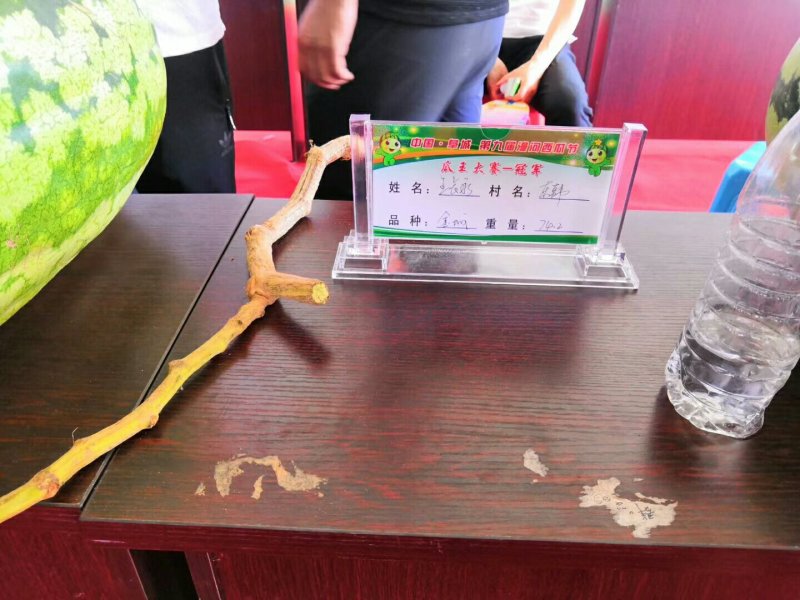 【优质】京欣西瓜，龙卷风西瓜，甜王西瓜，8424，美都，