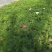 波斯菊，基地直销大量有货常年供应各种草花苗木