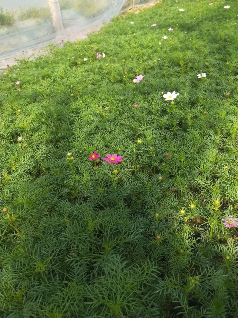 波斯菊，基地直销大量有货常年供应各种草花苗木