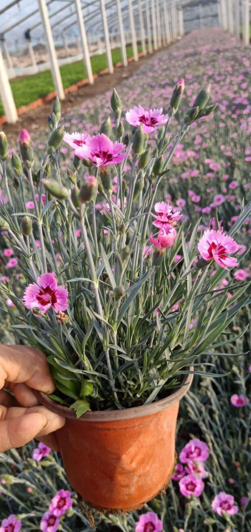 波斯菊，基地直销大量有货常年供应各种草花苗木