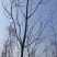 楸树三公分出售，价格优惠公司常年提供技术指导