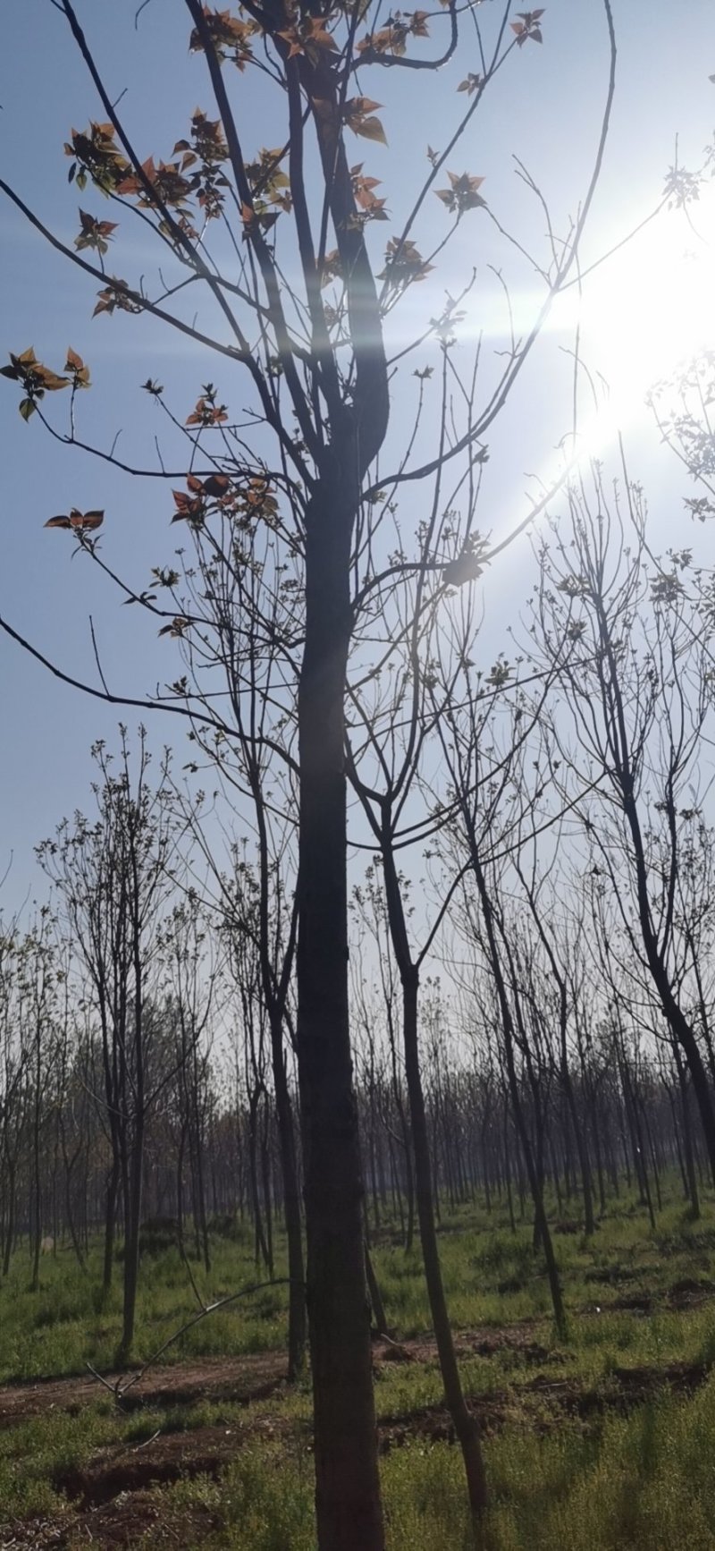 楸树三公分出售，价格优惠公司常年提供技术指导