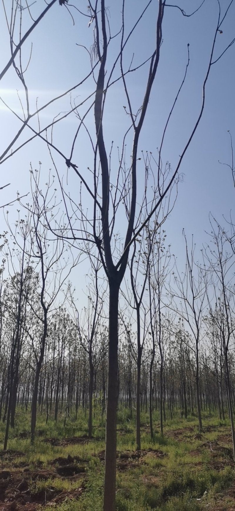 楸树三公分出售，价格优惠公司常年提供技术指导