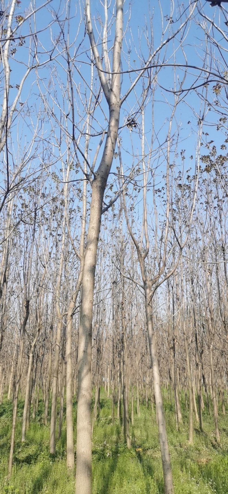 楸树三公分出售，价格优惠公司常年提供技术指导