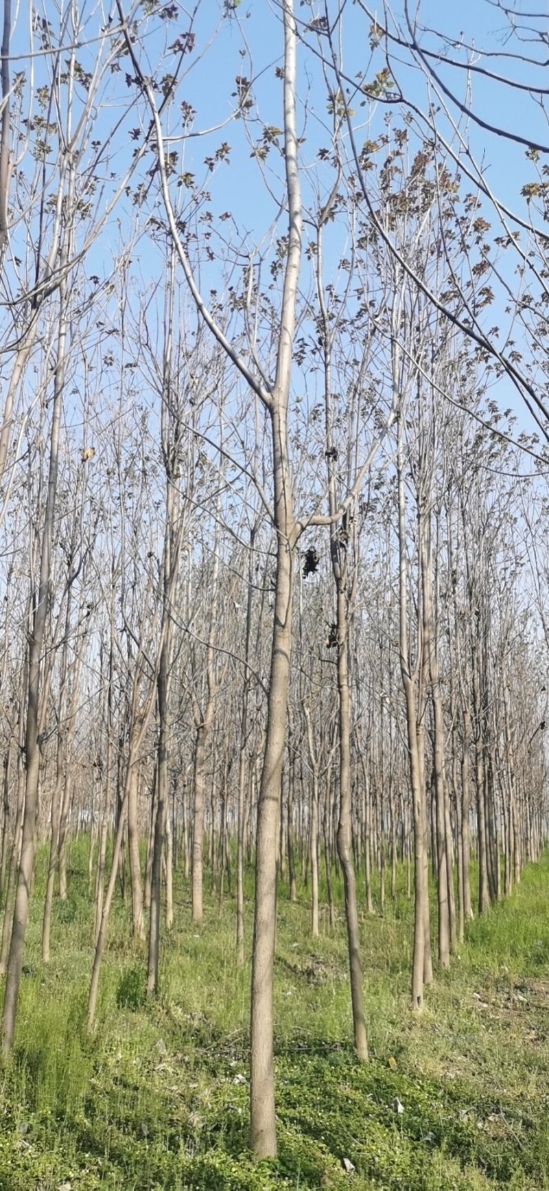 楸树三公分出售，价格优惠公司常年提供技术指导