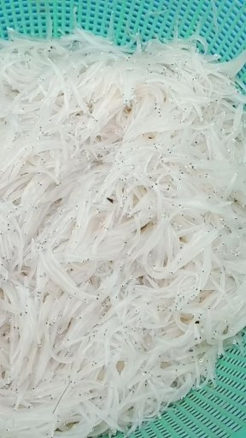 贵州北盘江纯生态淡水银鱼鲜货真空包装