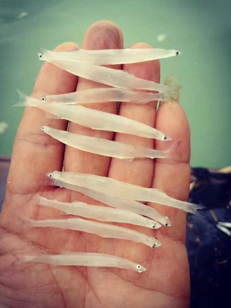 贵州北盘江纯生态淡水银鱼鲜货真空包装
