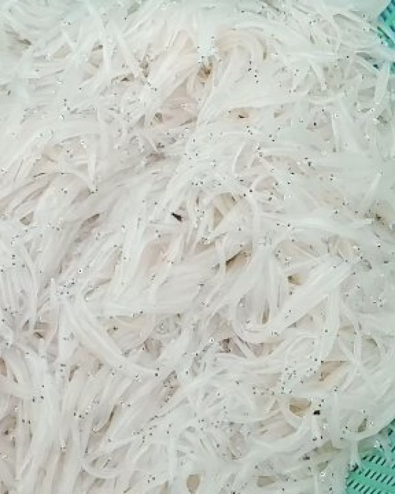 贵州北盘江纯生态淡水银鱼鲜货真空包装