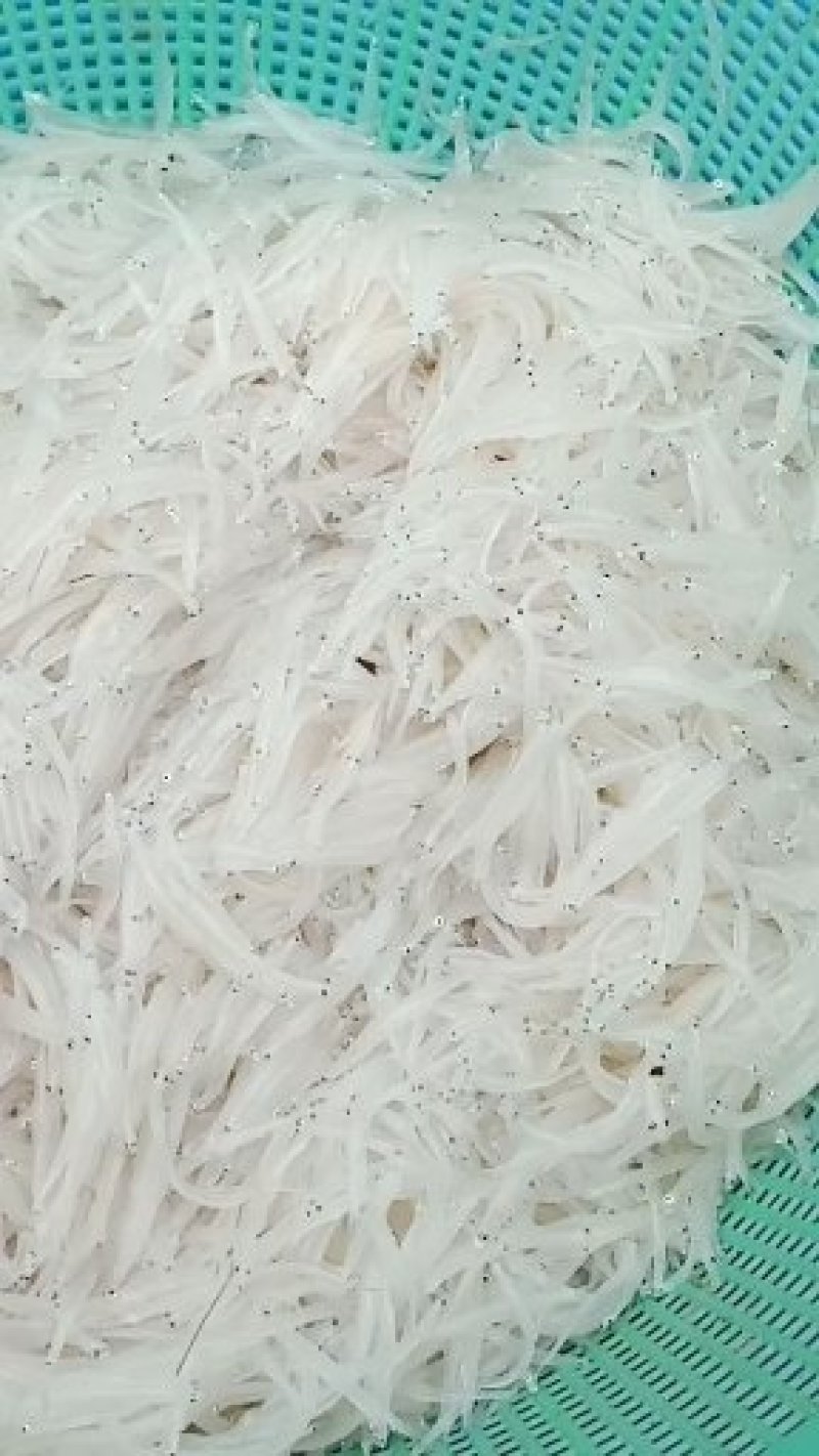 贵州北盘江纯生态淡水银鱼鲜货真空包装