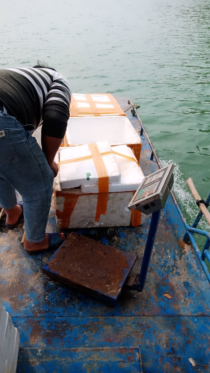 贵州北盘江纯生态淡水银鱼鲜货真空包装