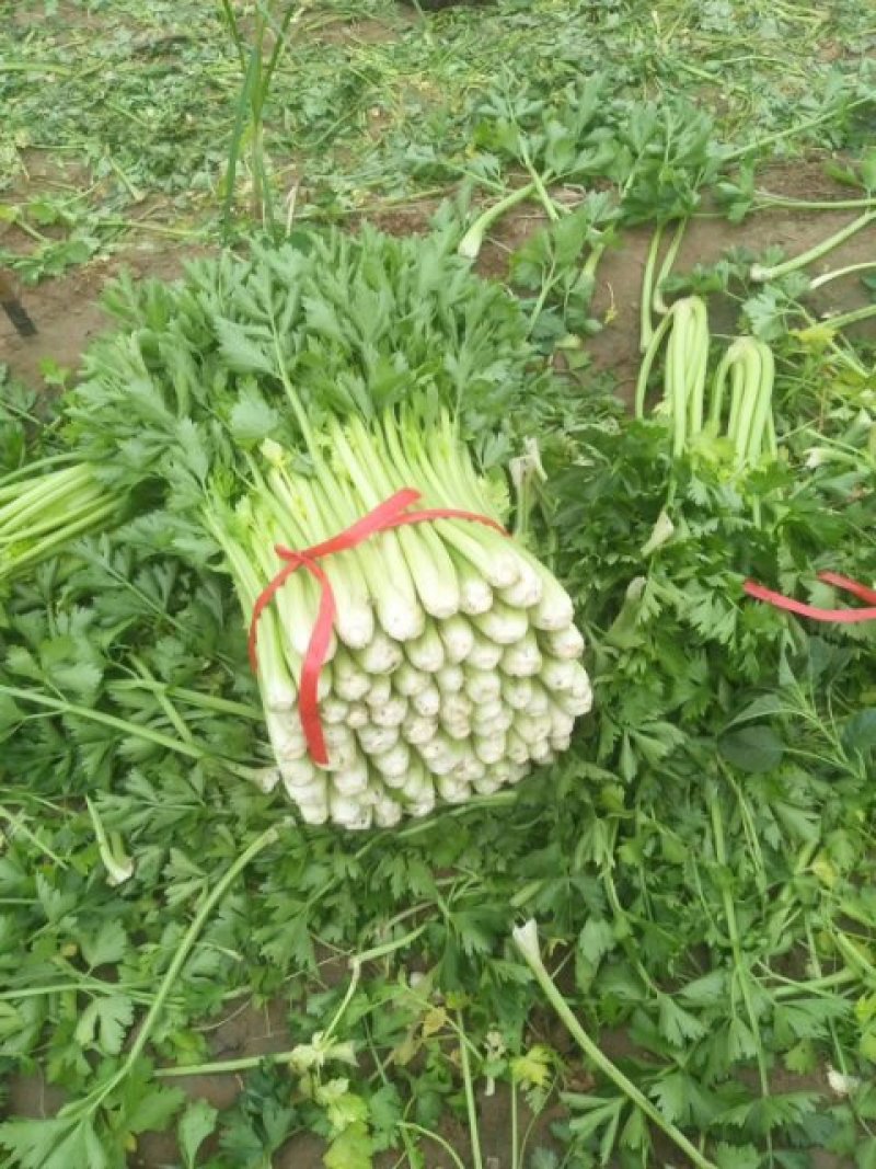 冷棚芹菜上市，黄亮杆叶片好中颗菜，按需装货全国发货