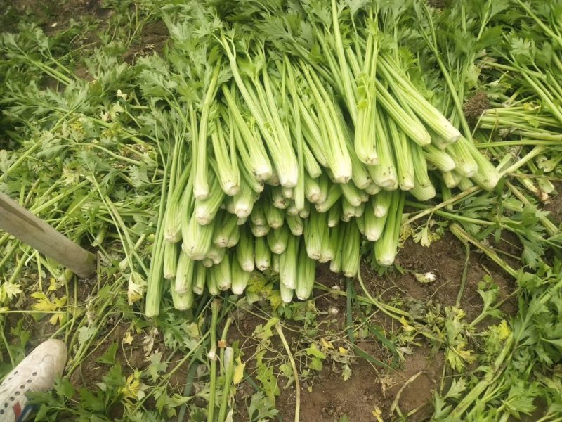 冷棚芹菜上市，黄亮杆叶片好中颗菜，按需装货全国发货