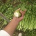 冷棚芹菜上市，黄亮杆叶片好中颗菜，按需装货全国发货