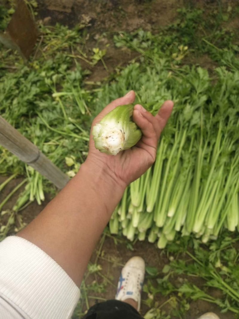 冷棚芹菜上市，黄亮杆叶片好中颗菜，按需装货全国发货