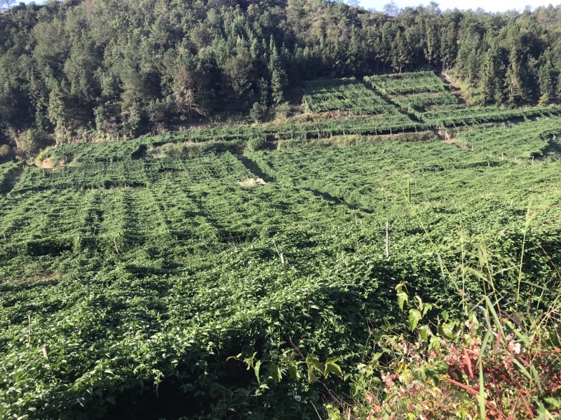 赣南百香果专供电商果市场批发商一件代发诚招代理