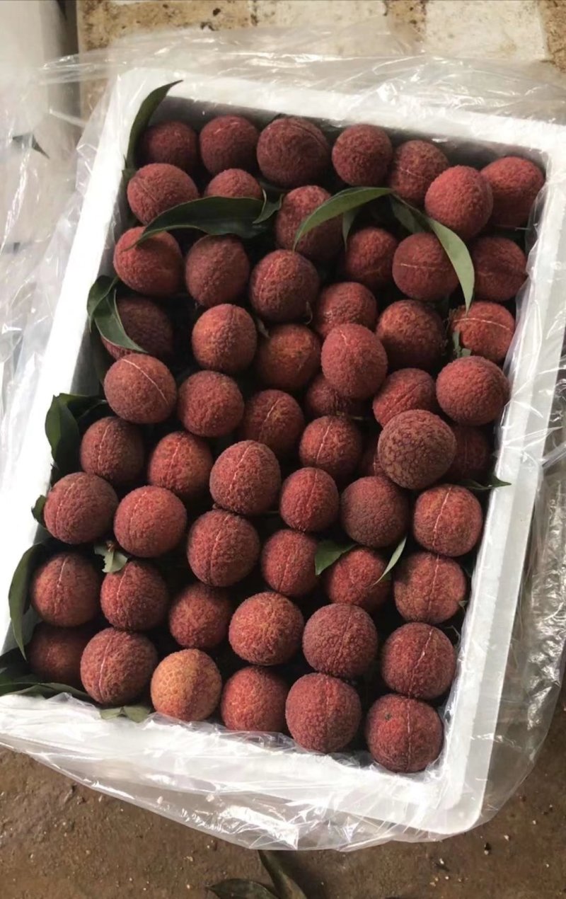 无核荔枝苗