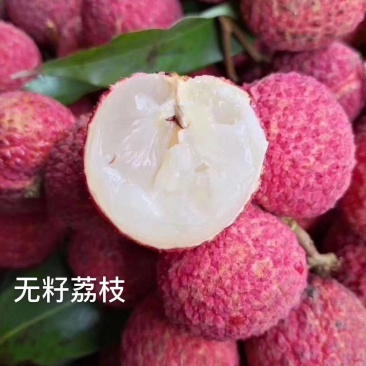 无核荔枝苗