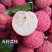 无核荔枝苗
