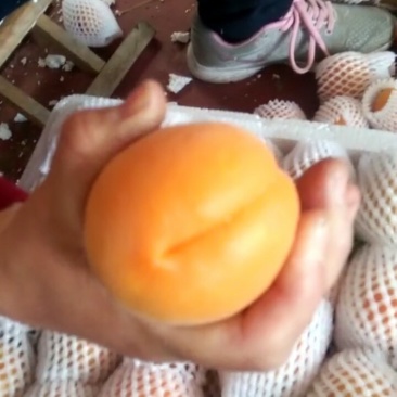 金太阳大棚杏