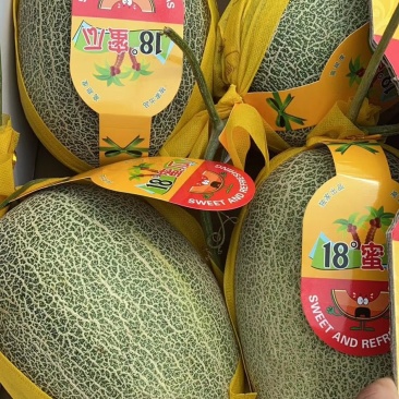 西周蜜产地直销专业收购团队