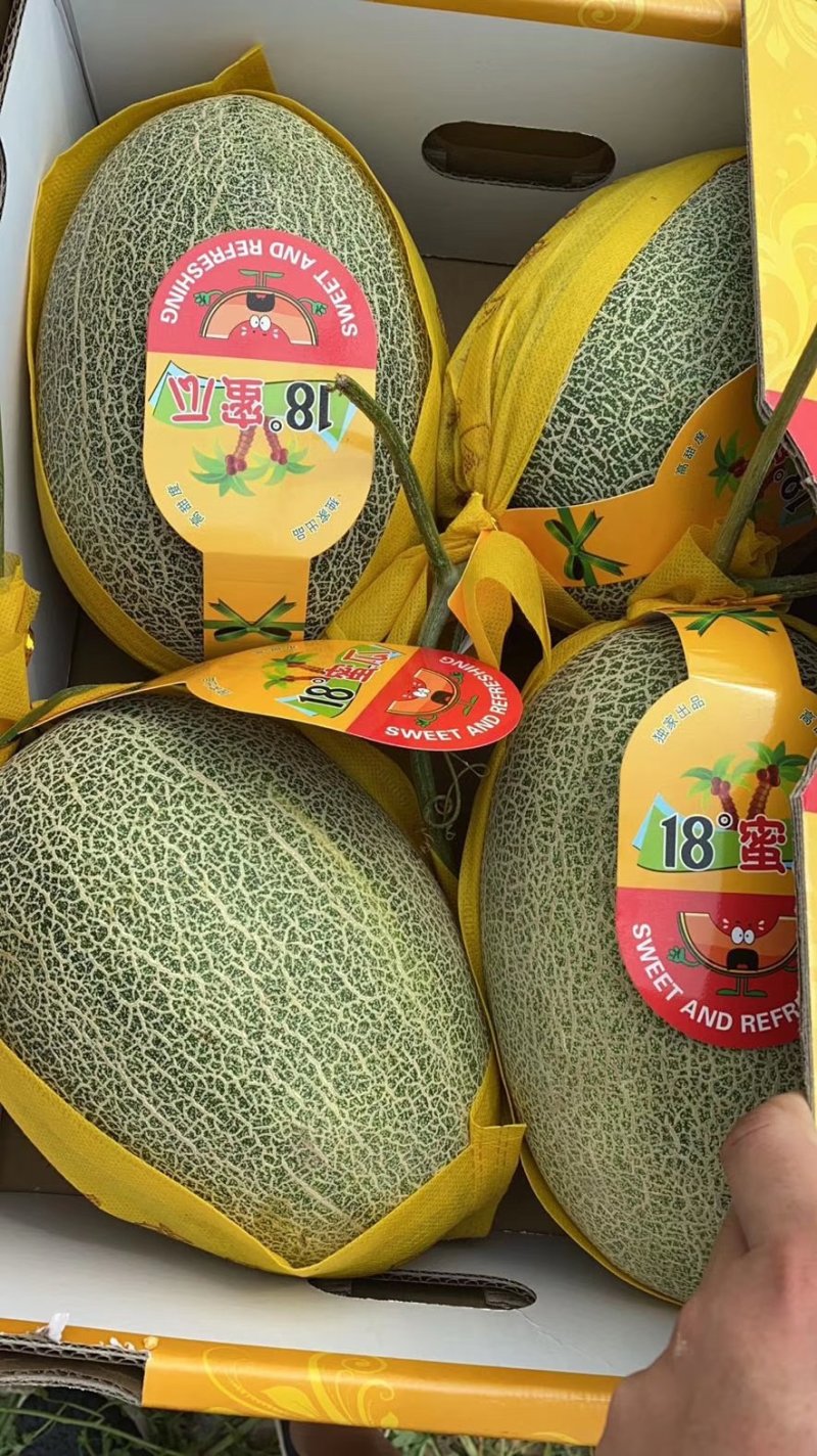 西周蜜产地直销专业收购团队
