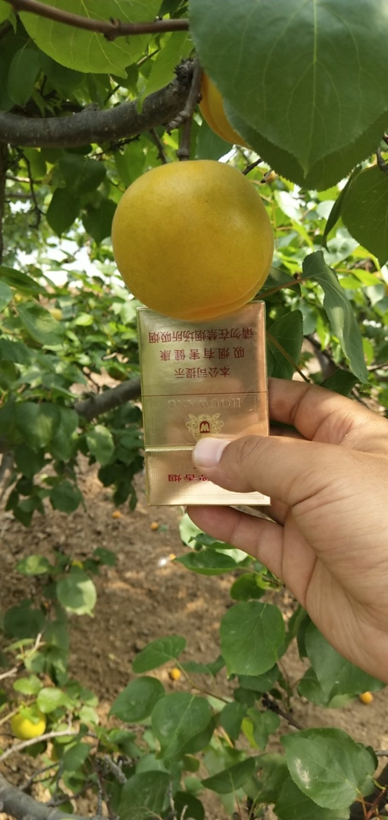 陕西水果陆地金太阳凯特现在已经上市酸甜可口