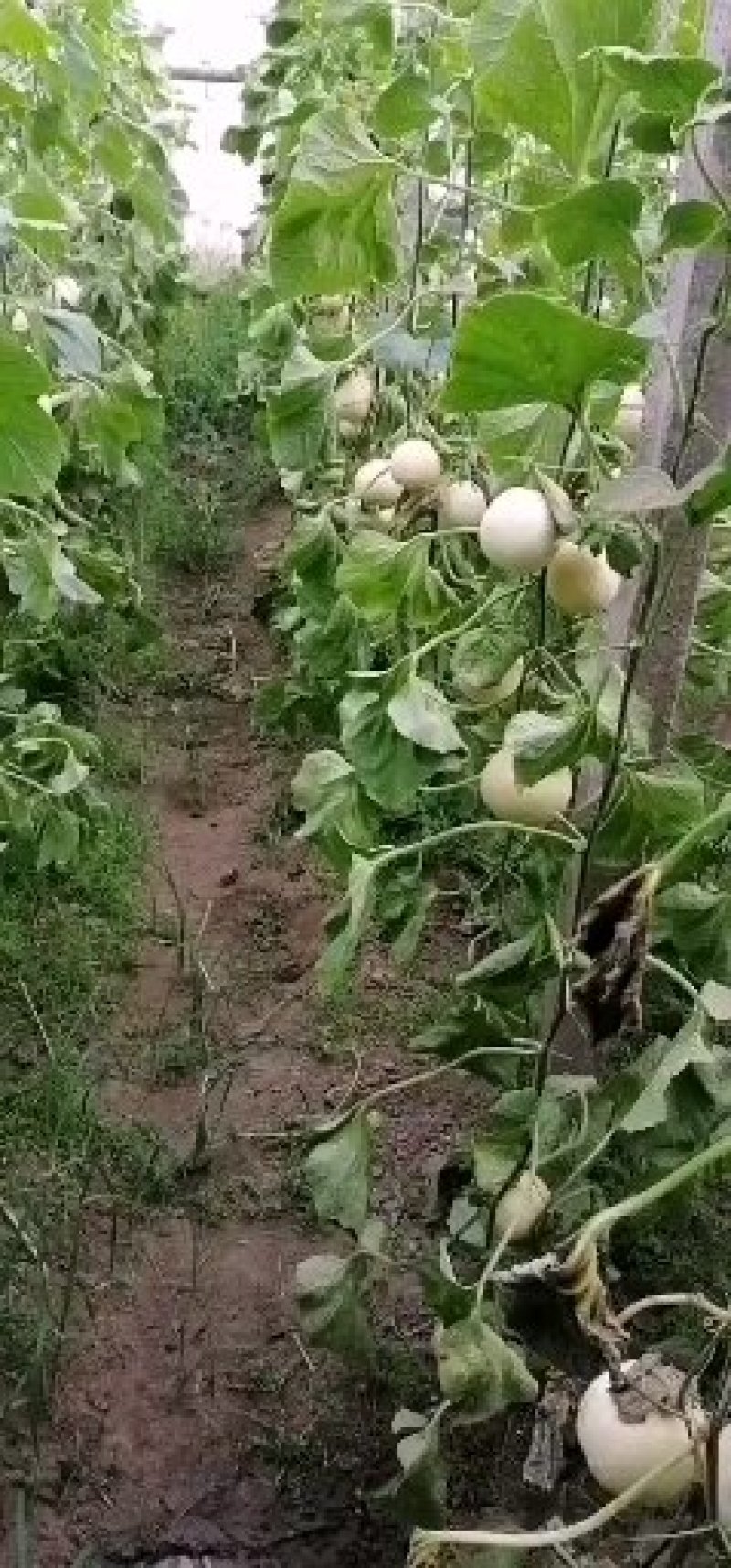 甜瓜