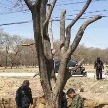 40公分山楂树量大树形美
