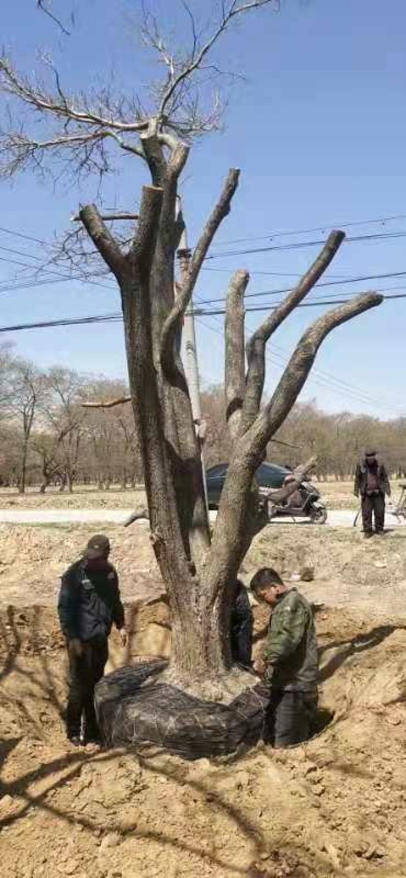 40公分山楂树量大树形美