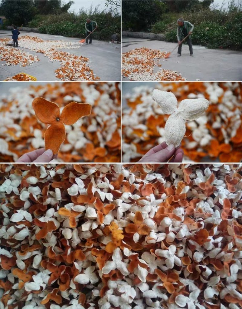 优质陈皮批发陈皮丝大货陈皮个子新会陈皮酸梅汤原料