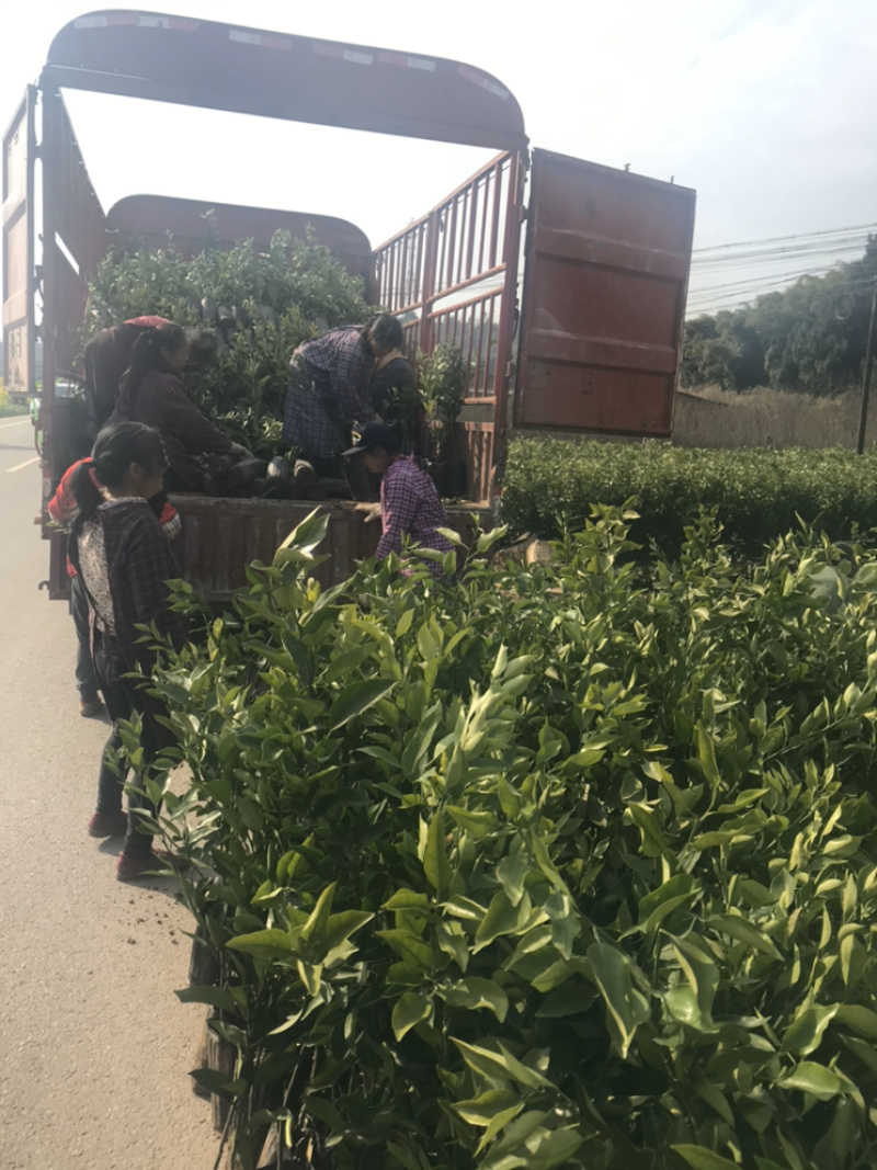 明日见柑橘苗成都发货假一赔十现挖现卖欢迎