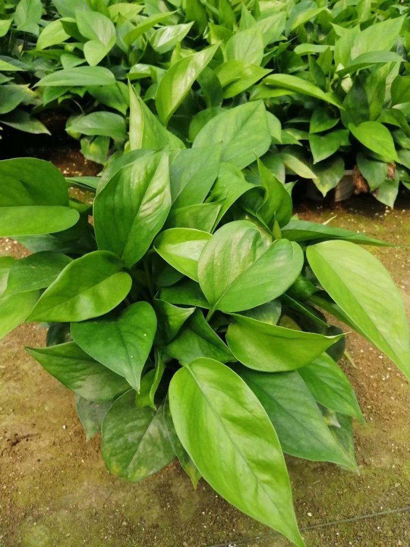 绿萝室内办公桌观叶花卉绿植净化空气可以水培