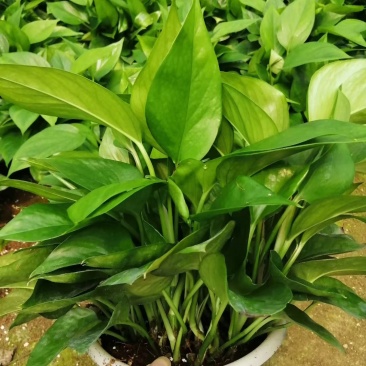 绿萝室内办公桌观叶花卉绿植净化空气可以水培