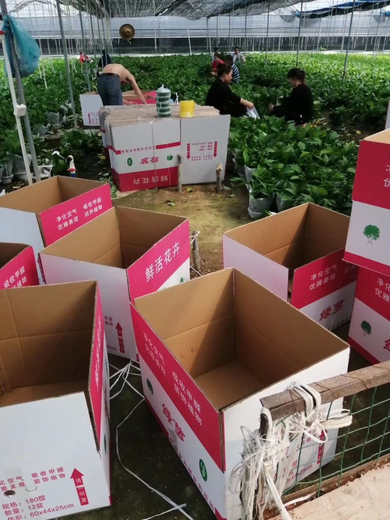 绿萝室内办公桌观叶花卉绿植净化空气可以水培