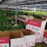 绿萝室内办公桌观叶花卉绿植净化空气可以水培