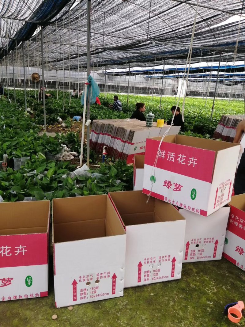 绿萝室内办公桌观叶花卉绿植净化空气可以水培