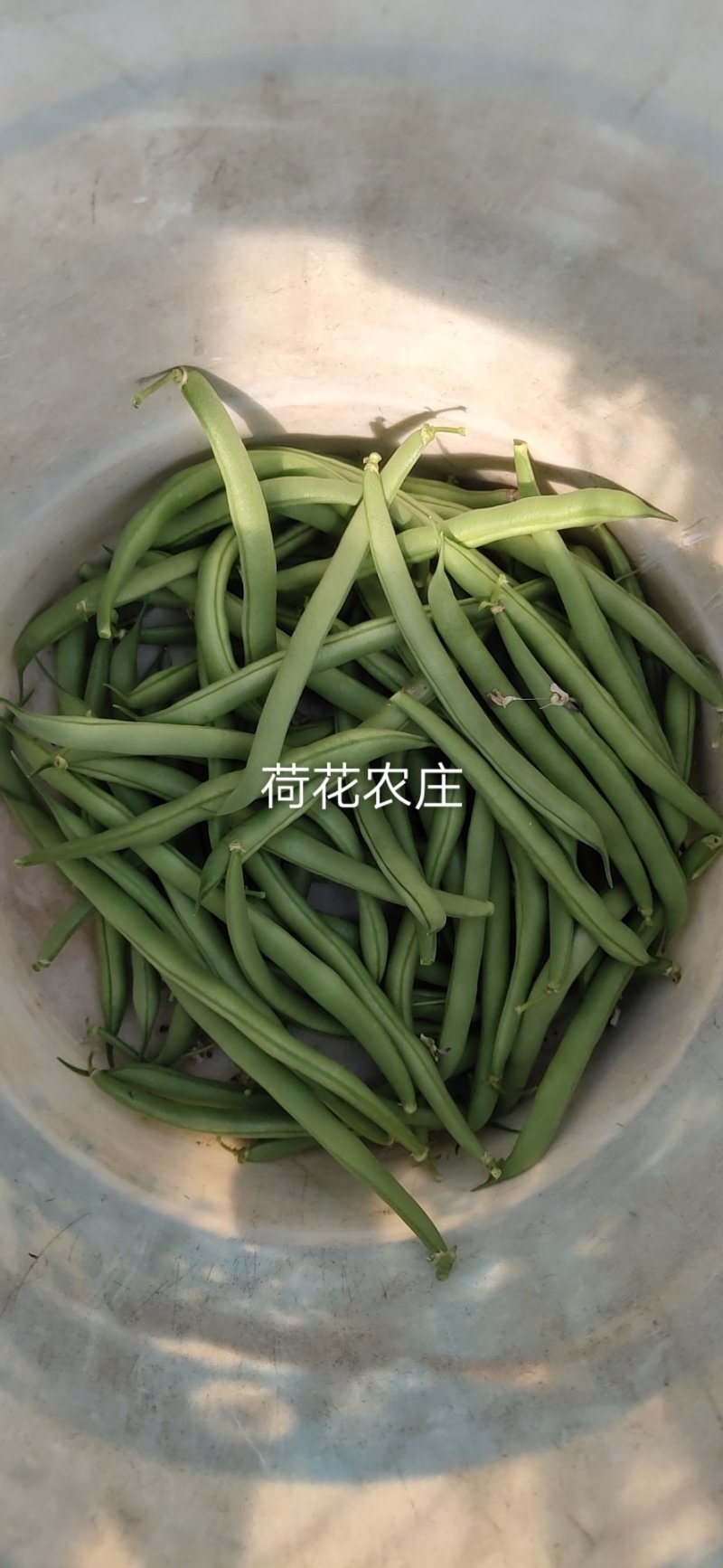 四季豆，产地直供，可视频验货，现采现摘，