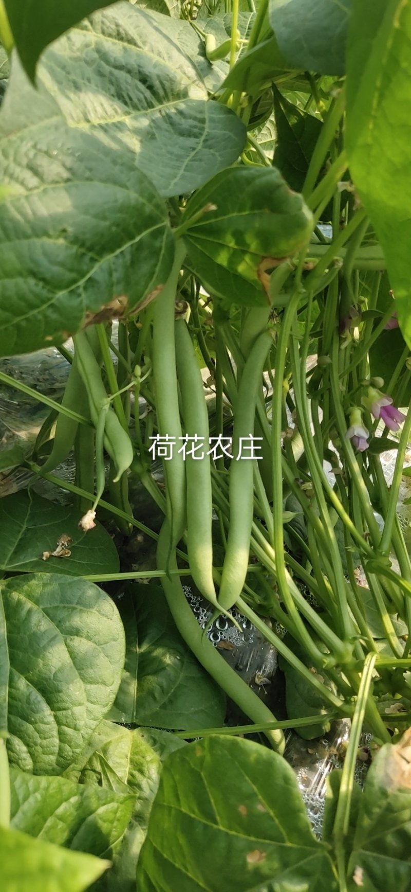 四季豆，产地直供，可视频验货，现采现摘，