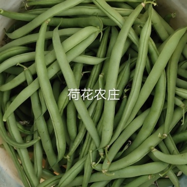 四季豆，产地直供，可视频验货，现采现摘，
