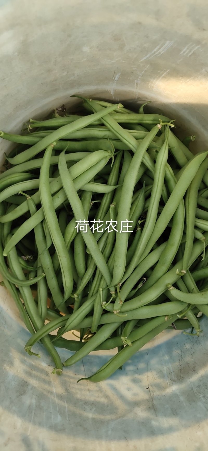 四季豆，产地直供，可视频验货，现采现摘，