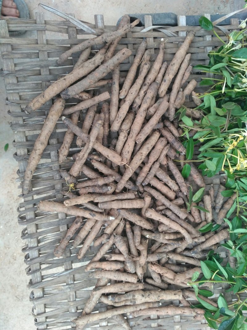 仙茅，纯野生仙茅，干品，鲜货
