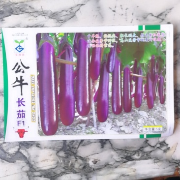 公牛长茄中早熟果实粗长硕大头尾均匀深紫红色表皮光亮。