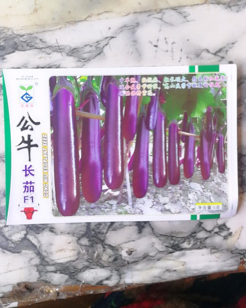 公牛长茄中早熟果实粗长硕大头尾均匀深紫红色表皮光亮。