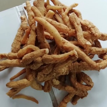 生玉竹，干玉竹条，干玉竹片