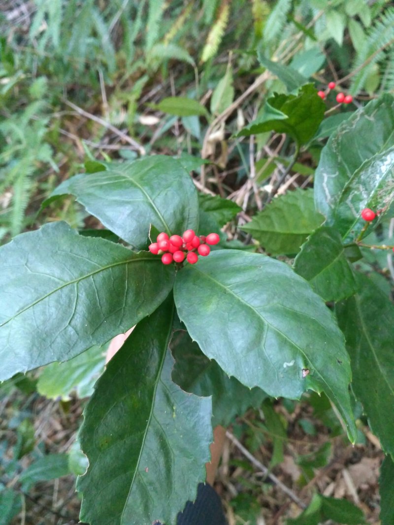 草珊瑚
