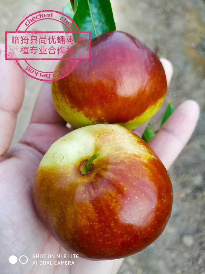蟠枣蟠枣因像蟠桃而得名个大核小，口感酸甜酥脆，汁多无渣