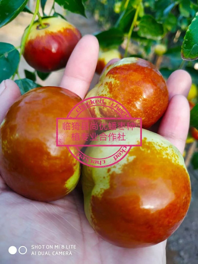蟠枣蟠枣因像蟠桃而得名个大核小，口感酸甜酥脆，汁多无渣