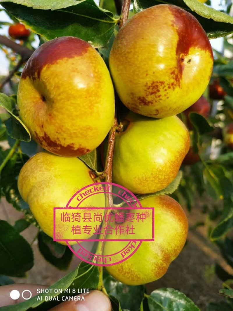 蟠枣蟠枣因像蟠桃而得名个大核小，口感酸甜酥脆，汁多无渣